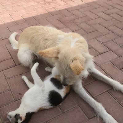pet lover house dog boarding Dubai better than kennels and dog hotels