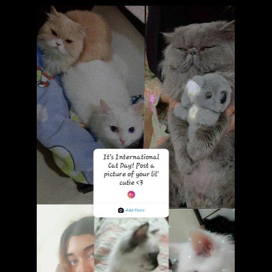 Suha Pet hotel experience in real homes! 1
