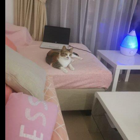 abdelhakim Pet hotel experience in real homes! 3